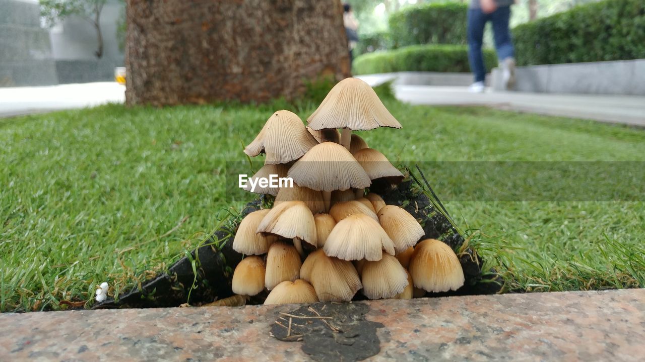 mushroom, fungus, food, vegetable, toadstool, grass, plant, nature, no people, day, growth, edible mushroom, food and drink, close-up, freshness, tree, focus on foreground, selective focus, land, field, outdoors, surface level