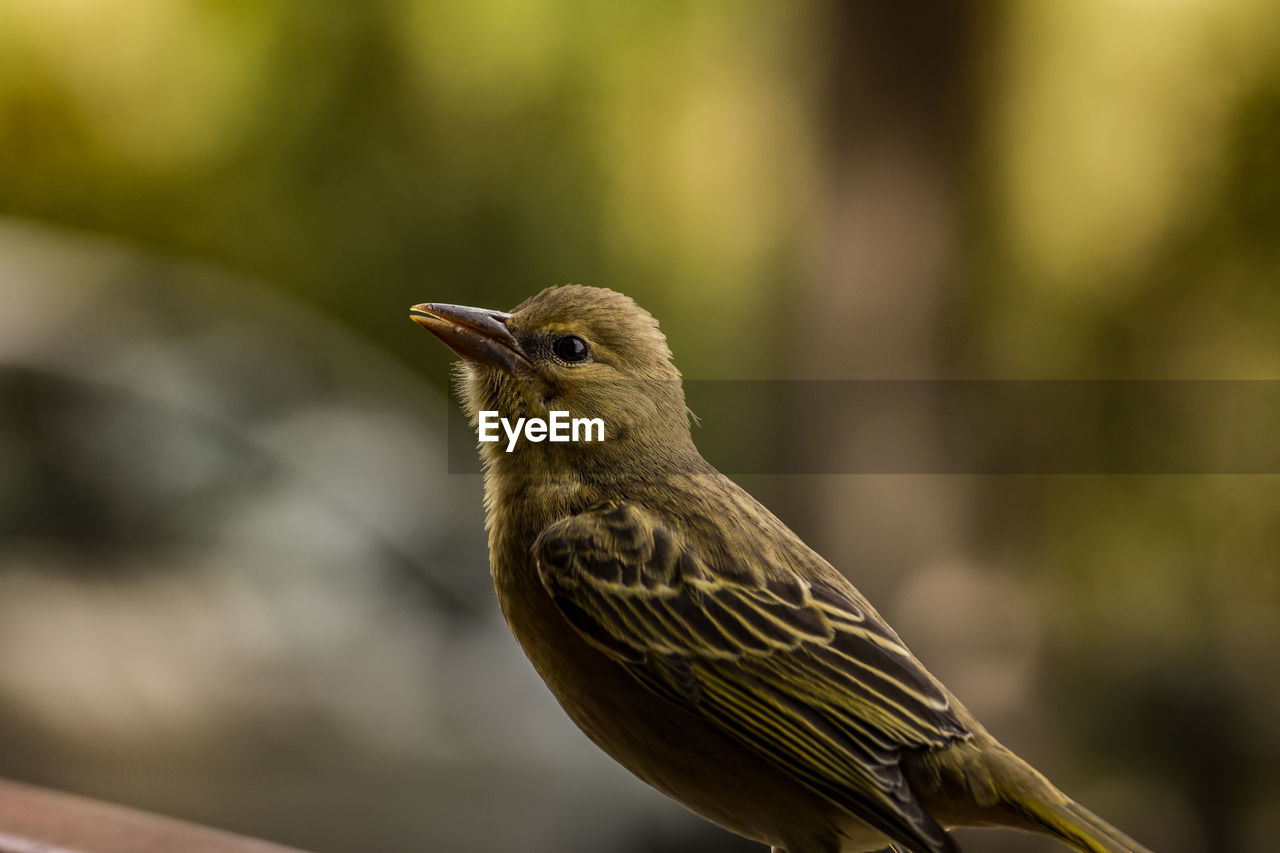 Close-up of bird perching outdoors