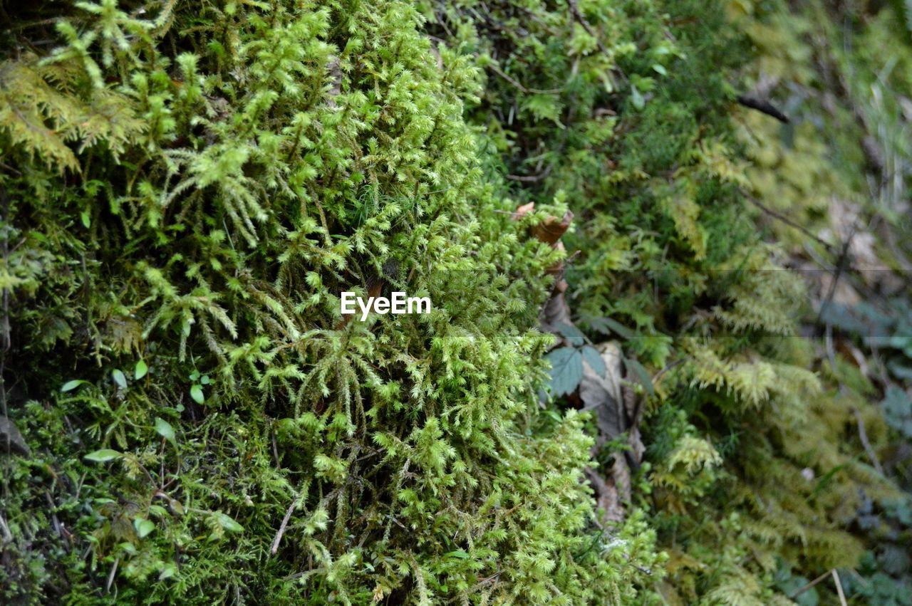 Plants growing in farm