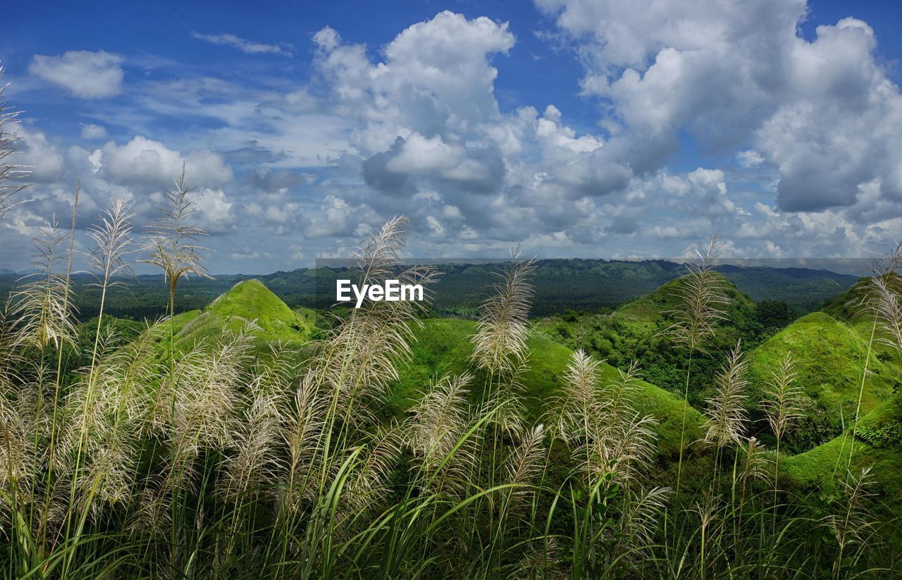 Plants growing a quitinday green hills against cloudy sky