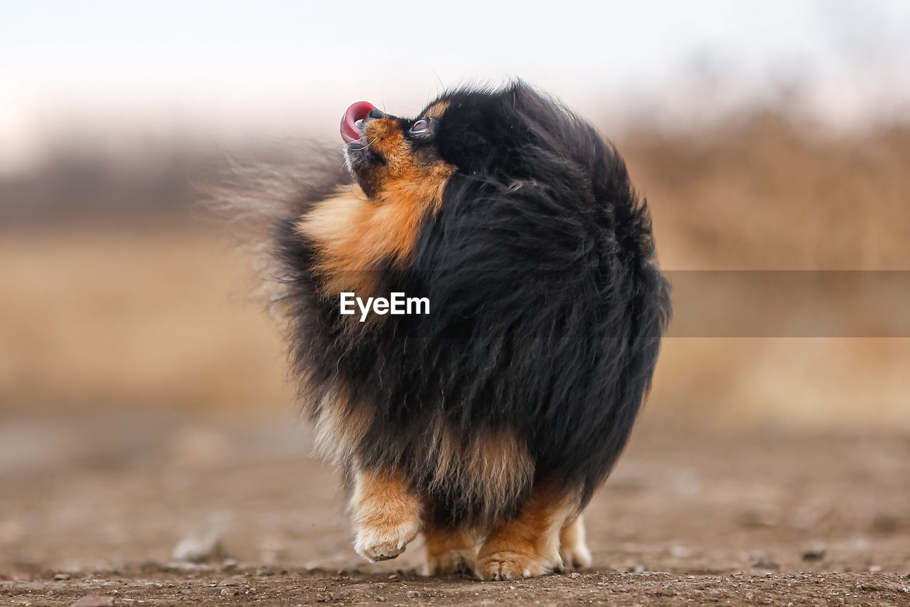 Fluffy dog breed pomeranian stands