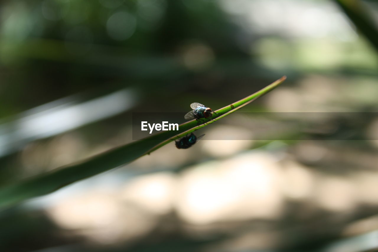 Close-up of insects on plant