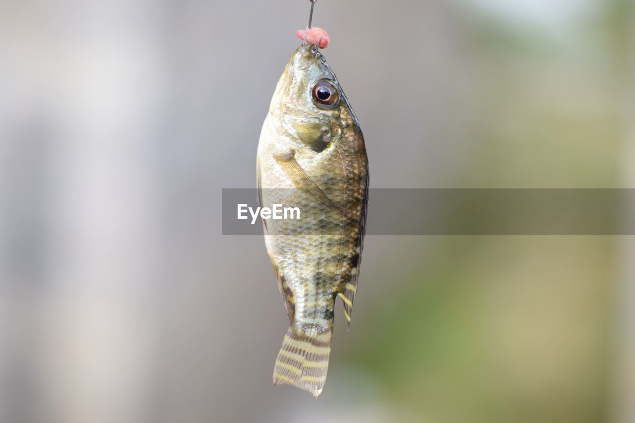 Close-up of dead fish hanging from hook