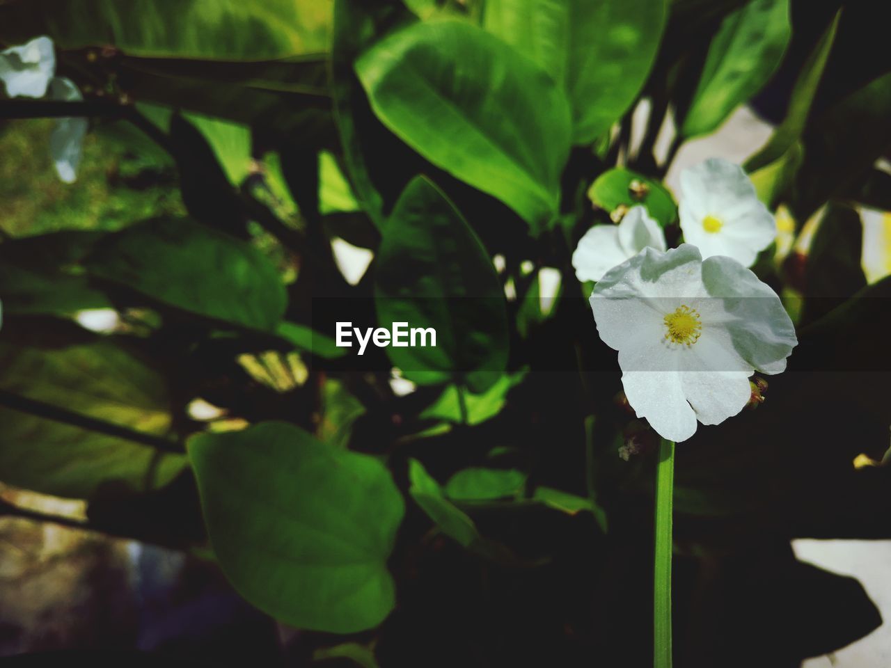 CLOSE-UP OF WHITE ROSE FLOWER