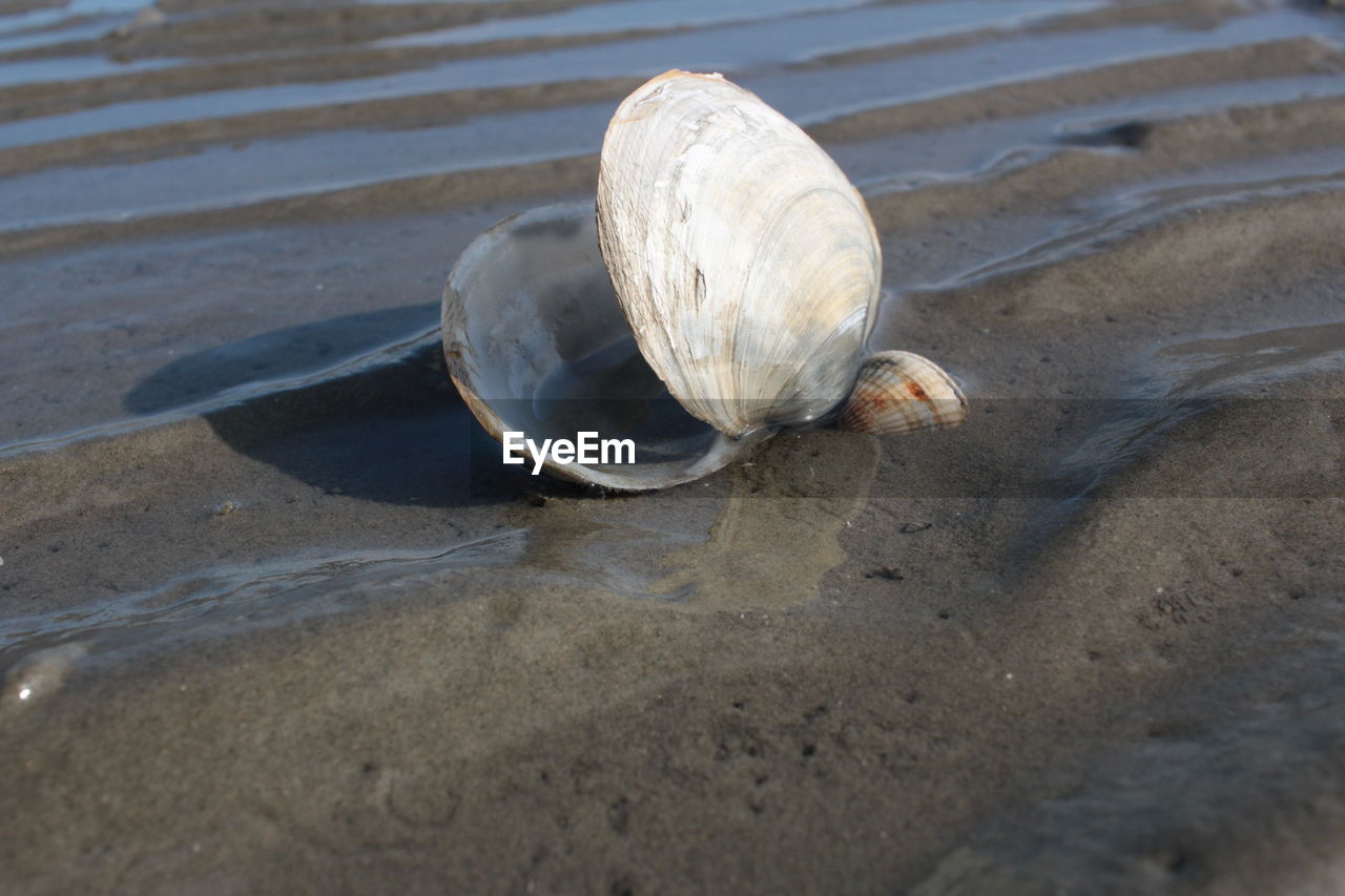 Seashell on the beach