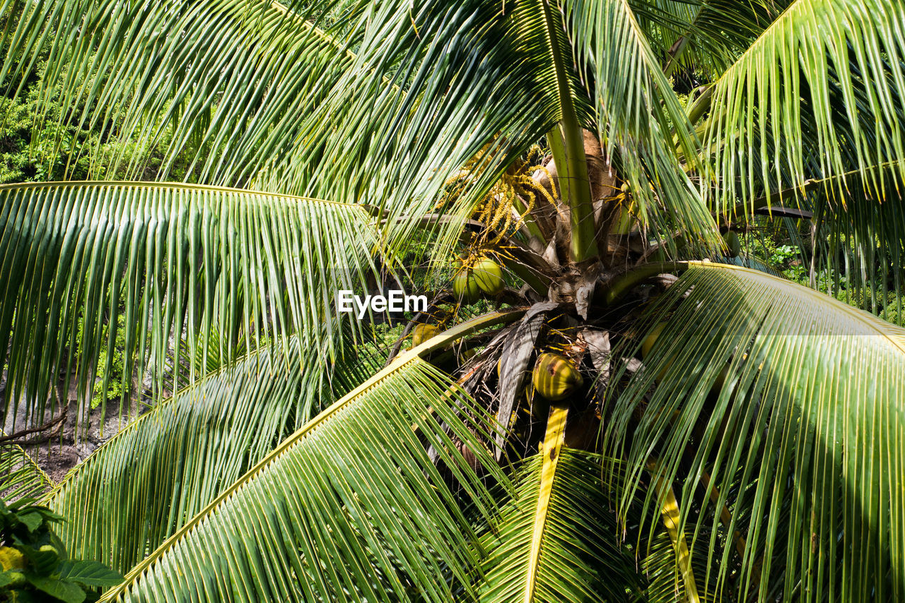 CLOSE-UP OF PALM TREES