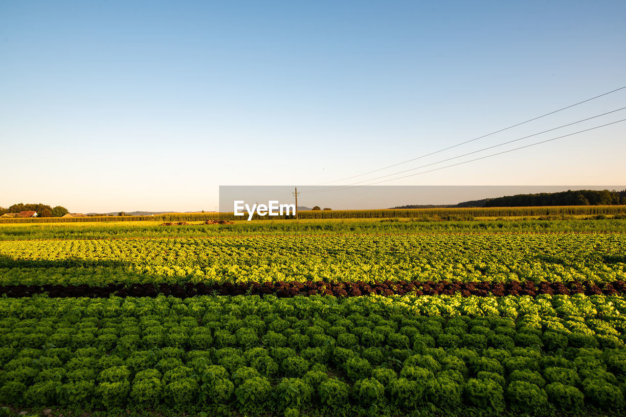 SCENIC VIEW OF FARM AGAINST CLEAR SKY