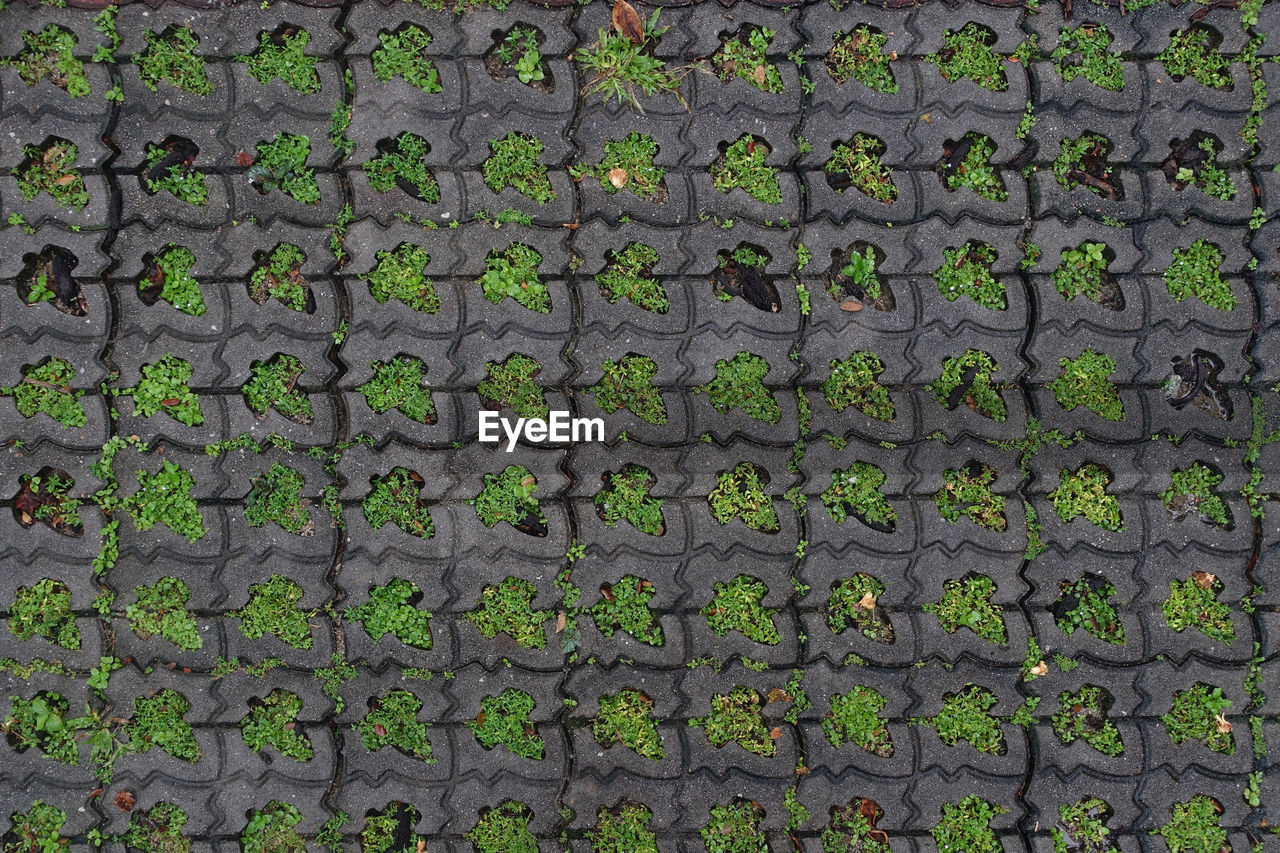 Top down view of an interlocking pavement with plants growing in between them