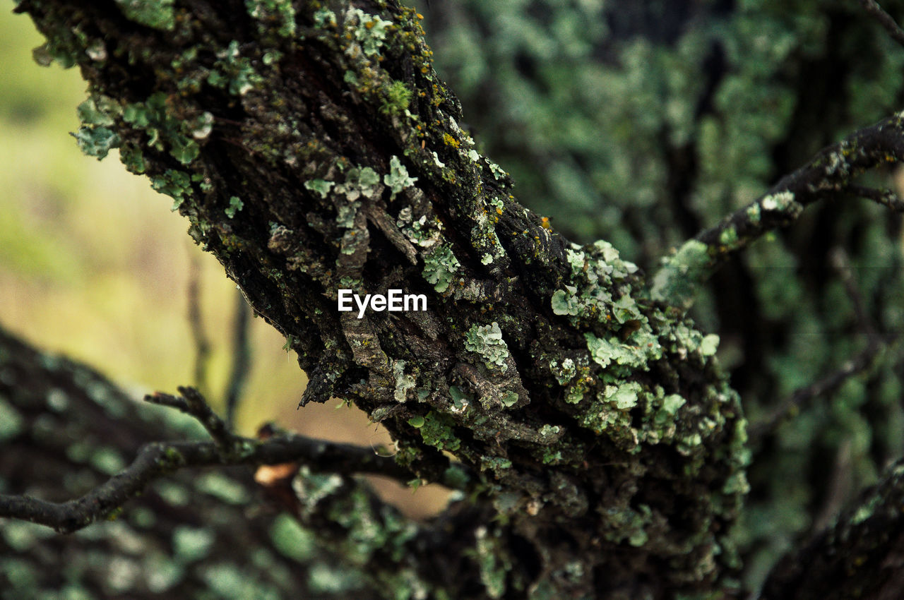 CLOSE-UP OF MOSS GROWING ON TREE