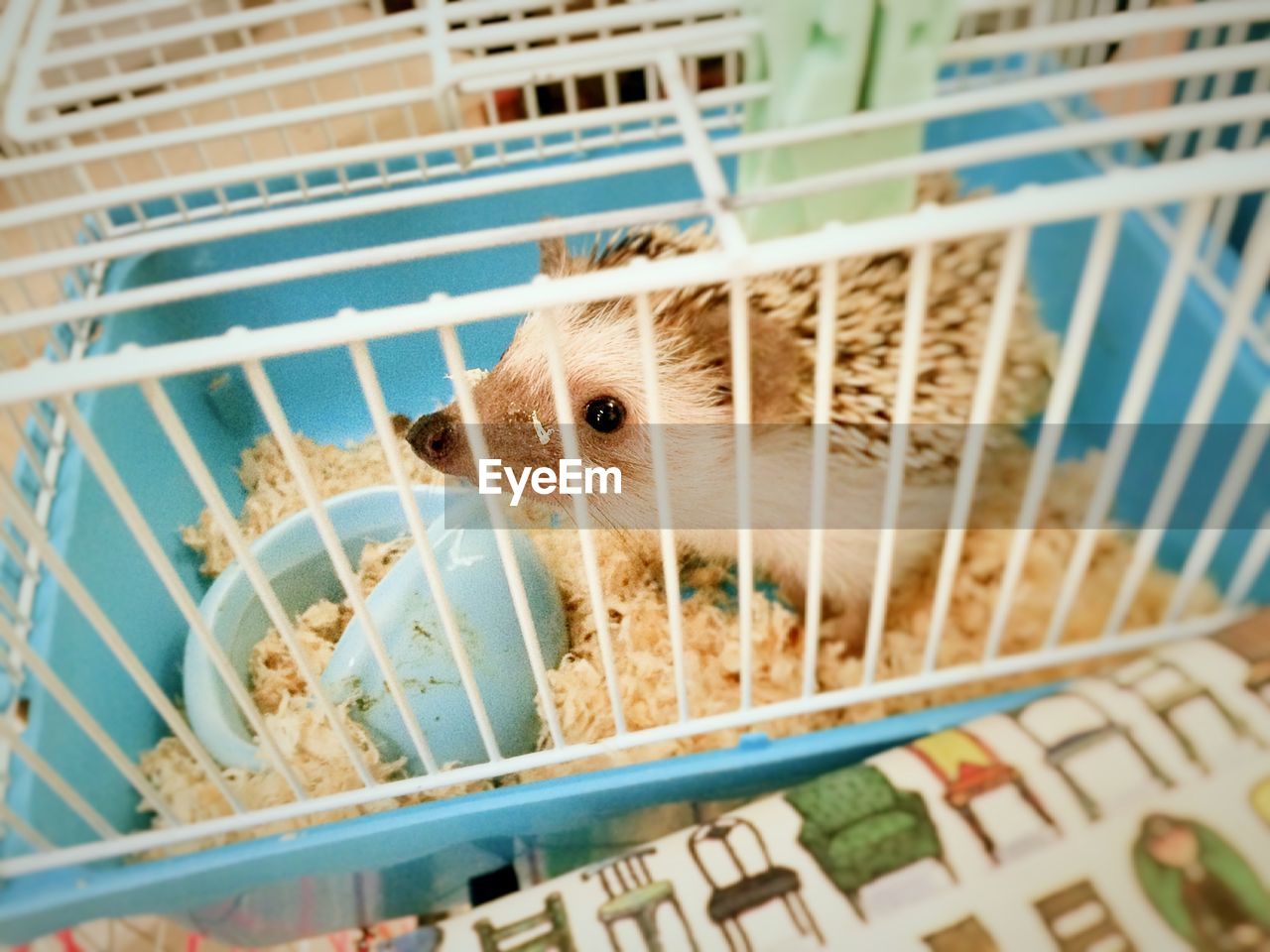 High angle view of hedgehog in cage