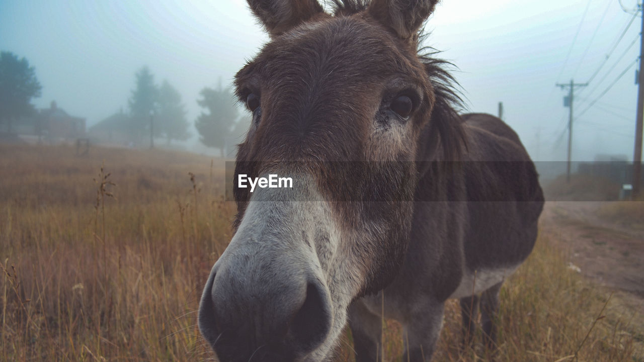 CLOSE-UP OF HORSE STANDING ON FIELD