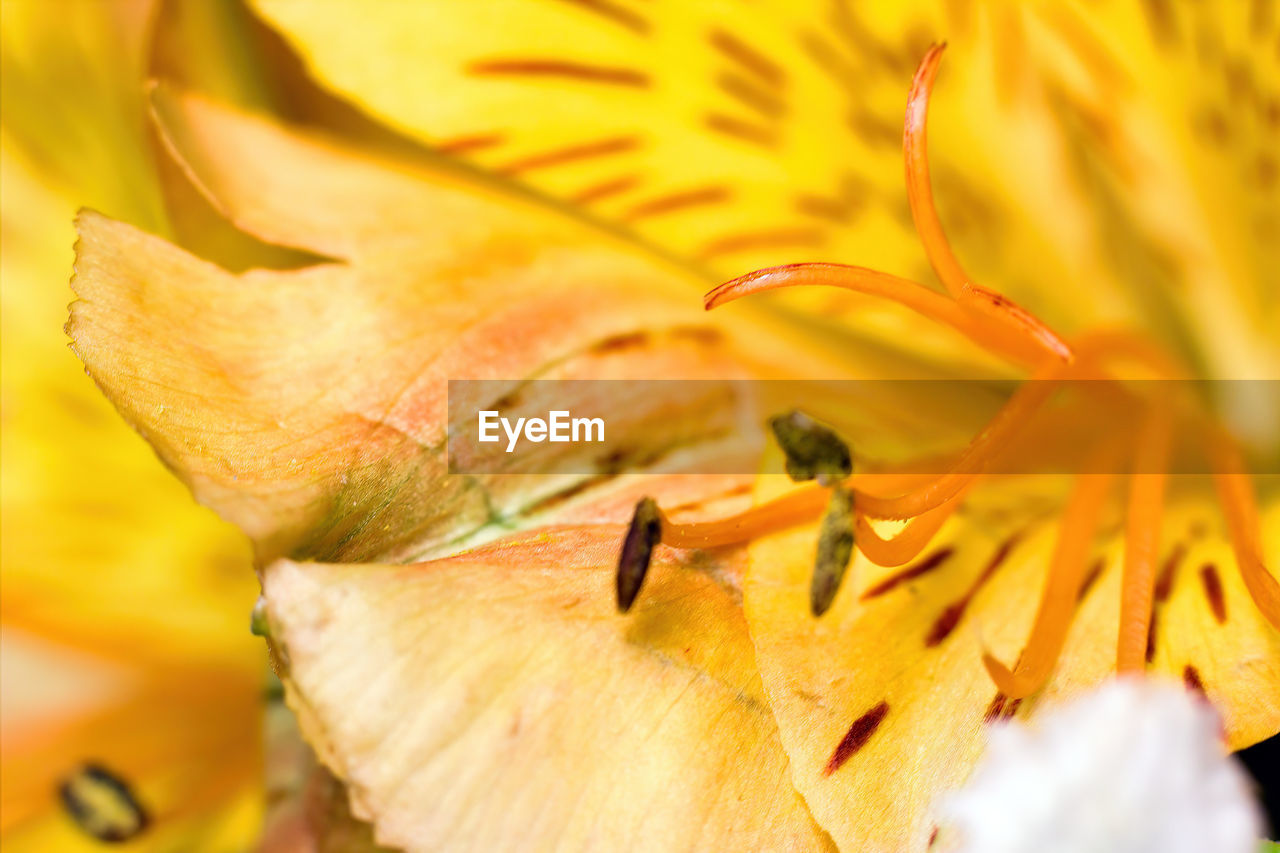 CLOSE-UP OF YELLOW FLOWERING PLANT ON LEAF