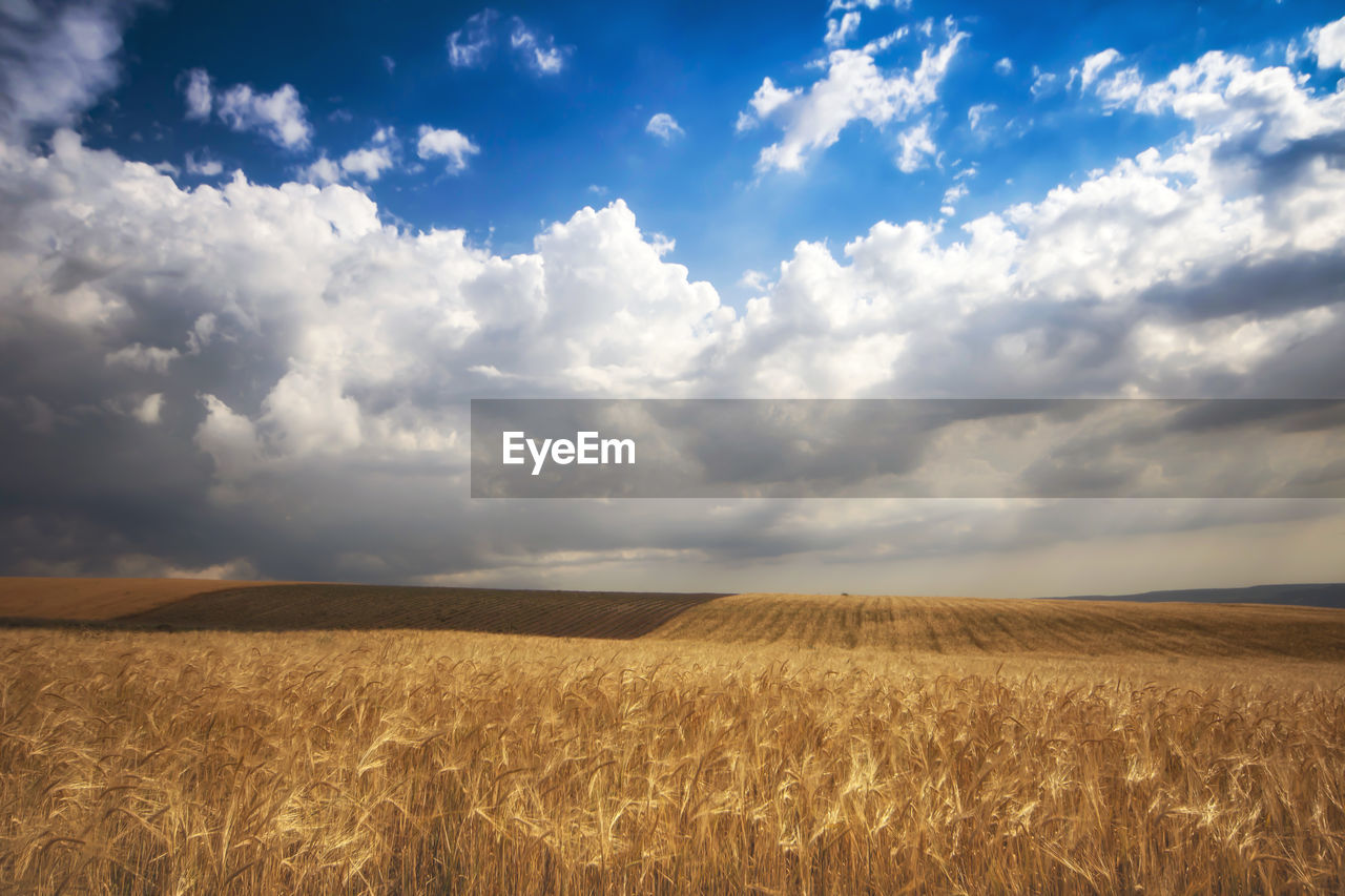 Scenic view of agricultural field against sky