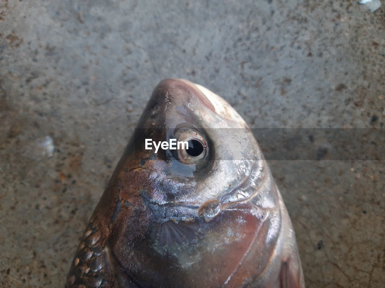 HIGH ANGLE VIEW OF FISH ON SAND