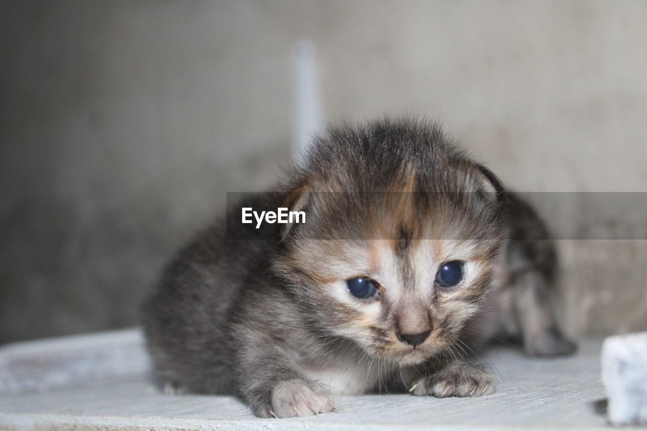 animal themes, pet, animal, cat, mammal, domestic animals, one animal, young animal, domestic cat, cute, kitten, feline, whiskers, felidae, portrait, animal hair, looking at camera, eye, small to medium-sized cats, close-up, no people, animal body part, gray, animal eye, looking, indoors, relaxation, lying down, paw, selective focus