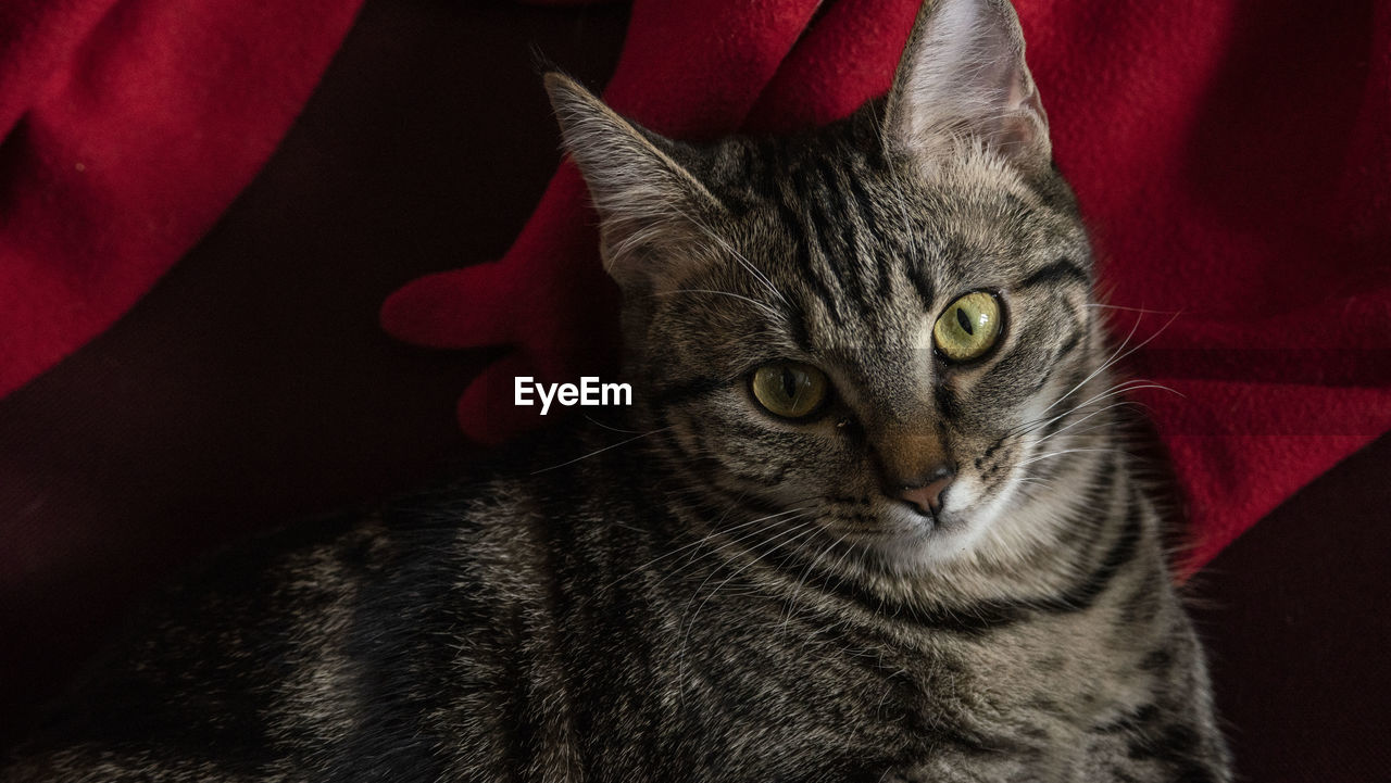 pet, domestic animals, mammal, animal, animal themes, domestic cat, cat, feline, one animal, whiskers, portrait, looking at camera, indoors, small to medium-sized cats, felidae, tabby cat, red, animal body part, relaxation, close-up, no people, furniture, sofa, carnivore, animal head