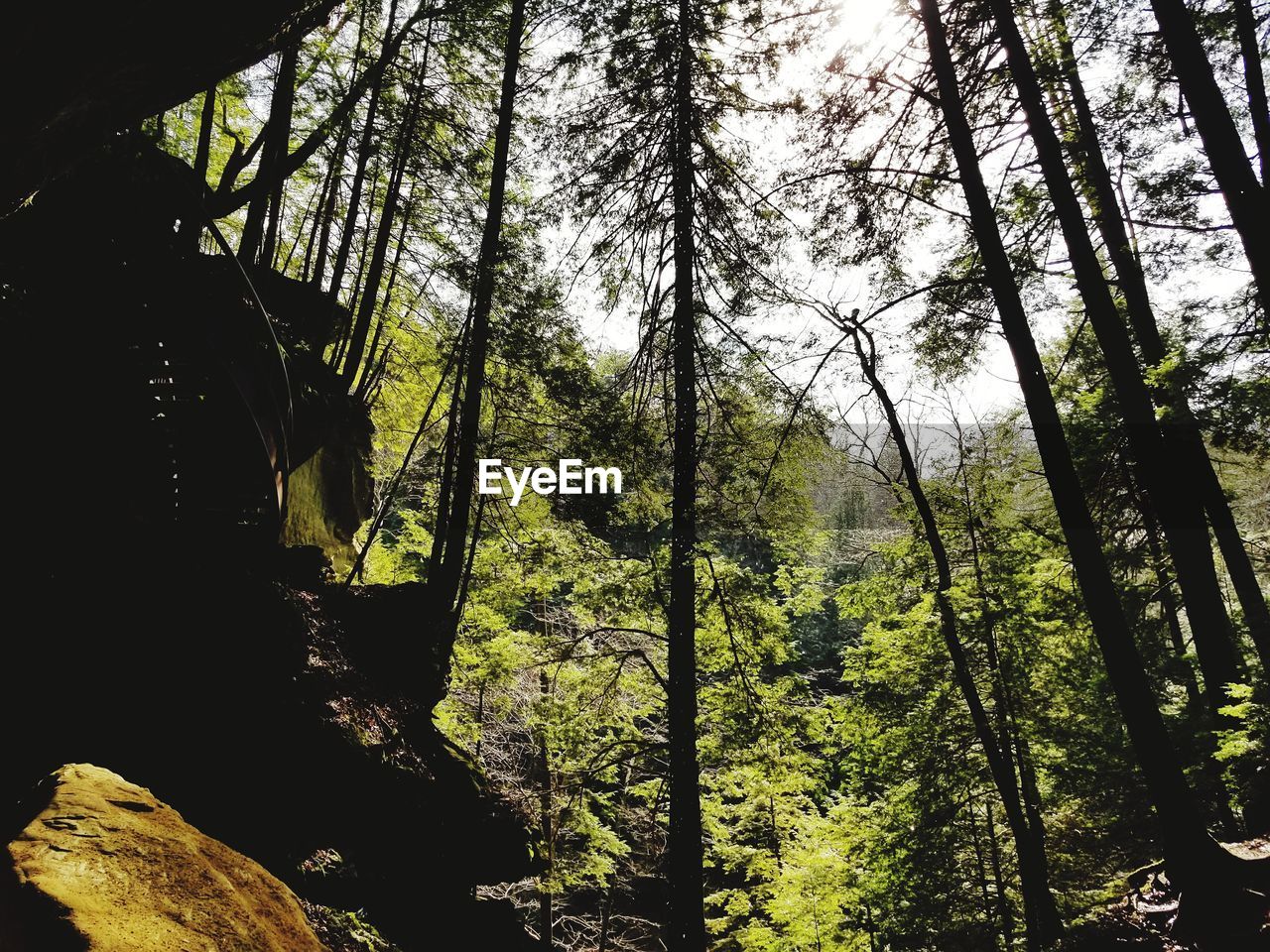 LOW ANGLE VIEW OF TREES AGAINST SKY IN FOREST