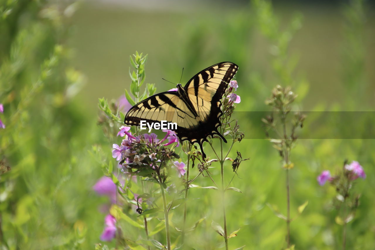 flower, animal themes, animal, animal wildlife, insect, butterfly, beauty in nature, flowering plant, animal wing, plant, nature, moths and butterflies, one animal, wildlife, freshness, meadow, fragility, macro photography, grass, animal body part, summer, close-up, prairie, no people, selective focus, monarch butterfly, food, purple, outdoors, environment, feeding, eating, green, growth, petal, side view, herb, springtime, flower head, environmental conservation, macro, perching, focus on foreground, day, pollination