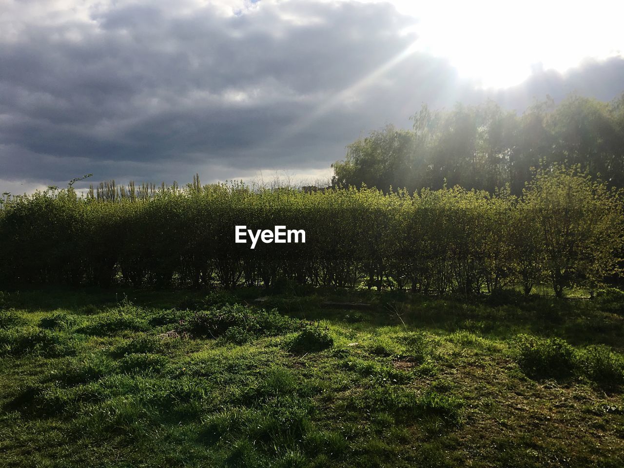 GRASS GROWING IN FIELD AGAINST SKY