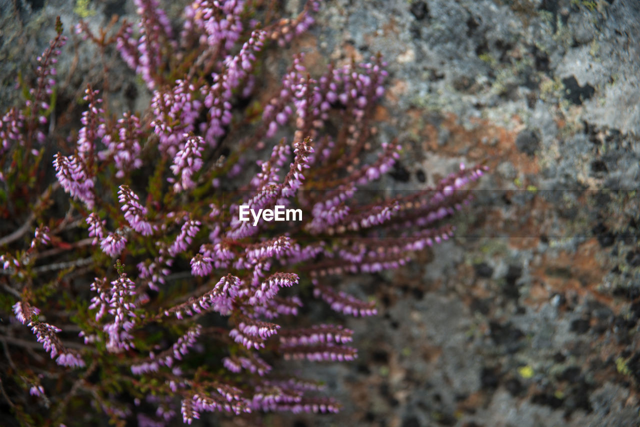 High angle view of plants growing by rock