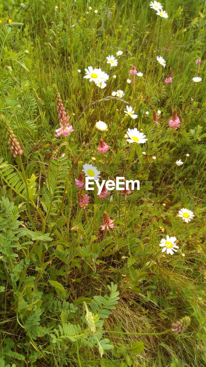 HIGH ANGLE VIEW OF FLOWERING PLANTS ON FIELD