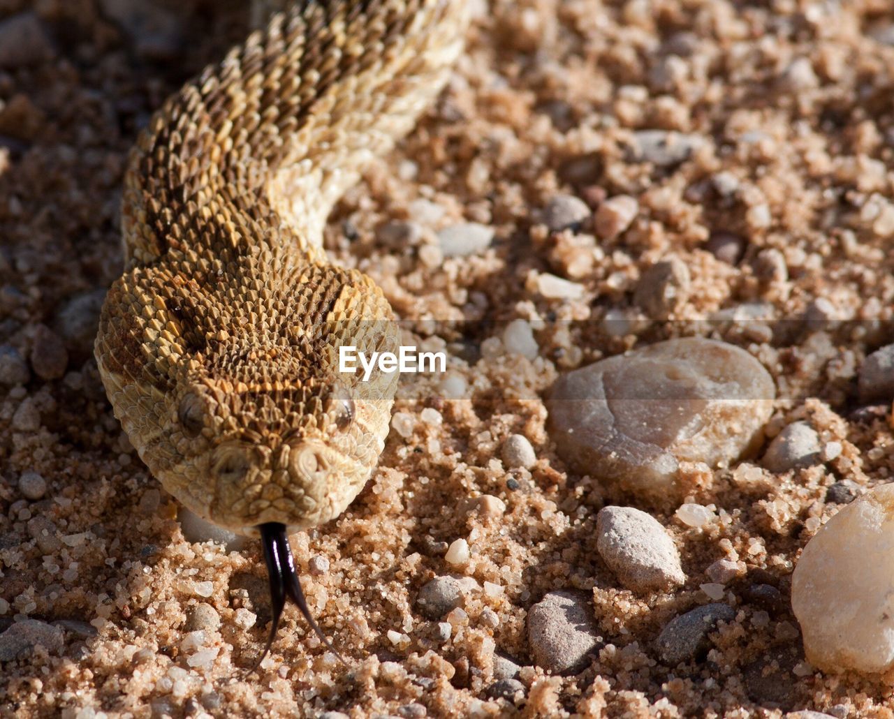 High angle view of puff adder snake