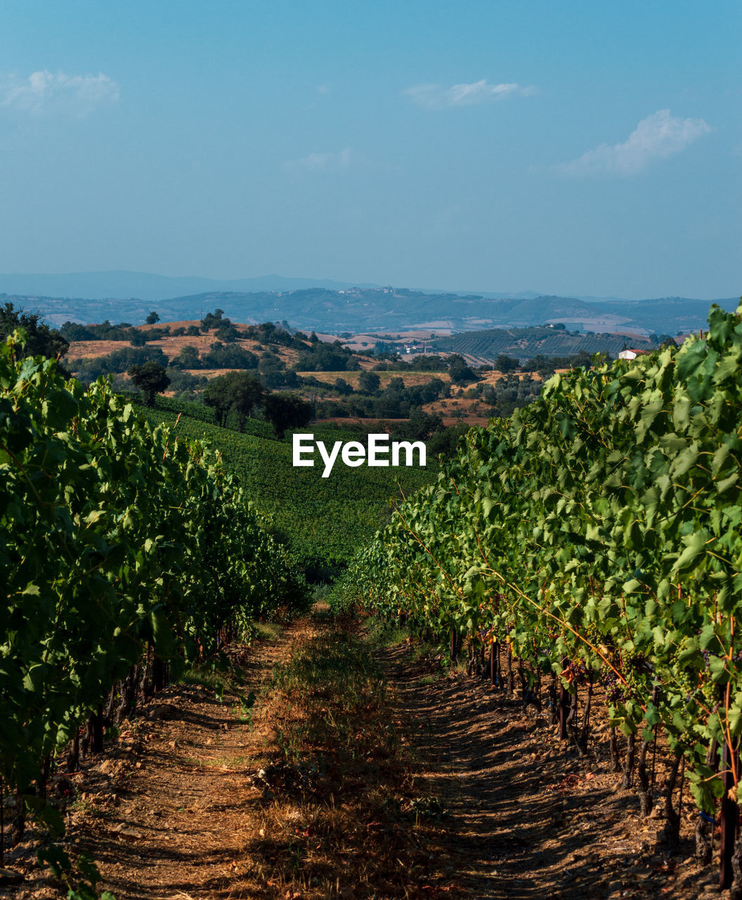 Vineyards agricultural field in tuscany farmlands in italy