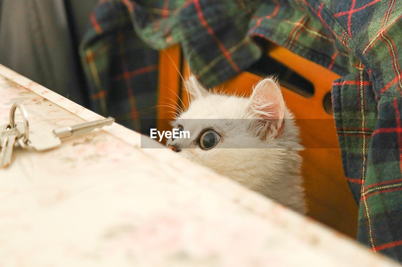 Close-up portrait of cat