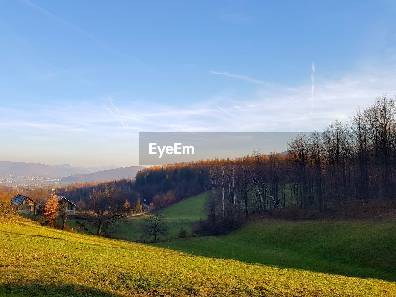 VIEW OF TREES IN FIELD AGAINST CLOUDY SKY