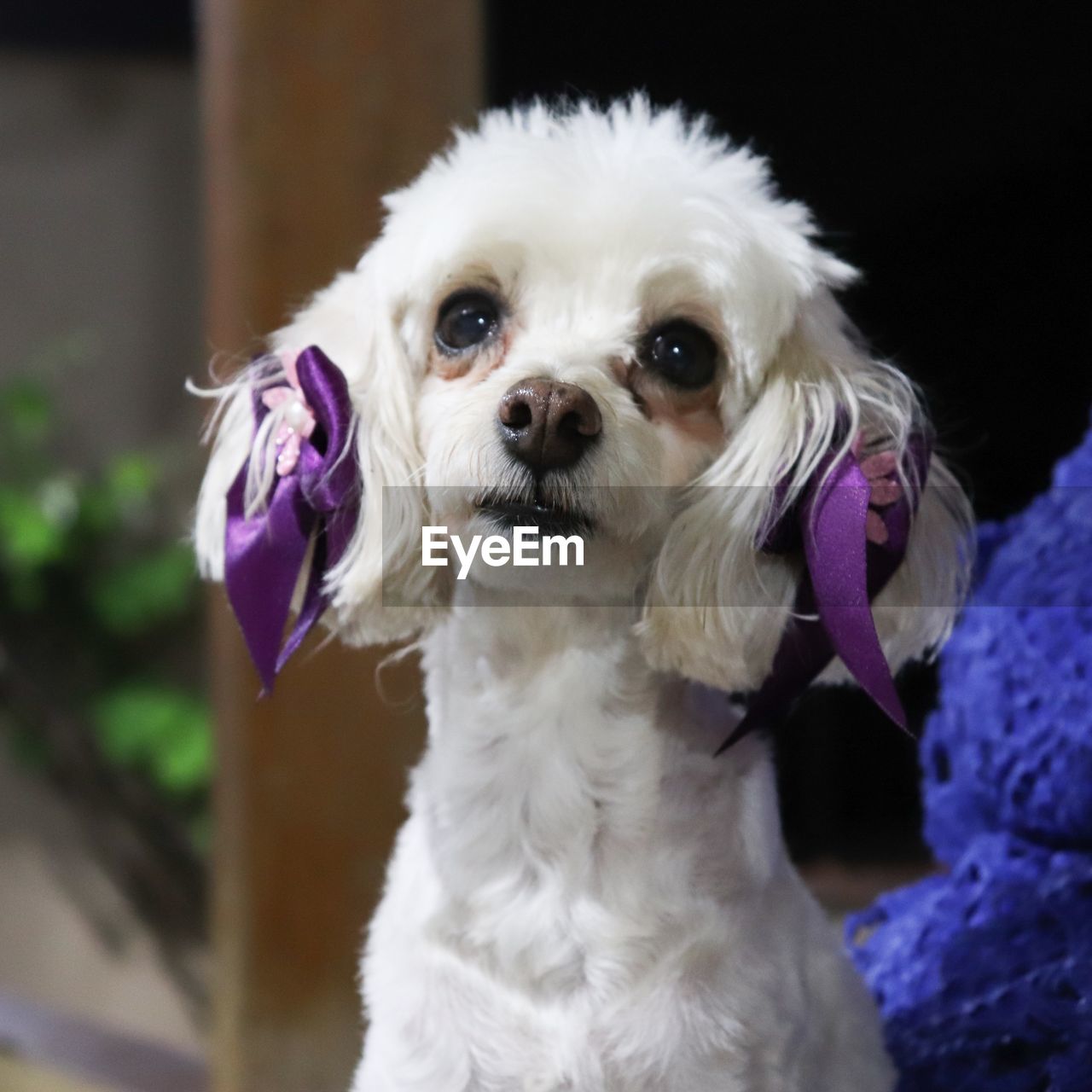 Close-up portrait of a dog