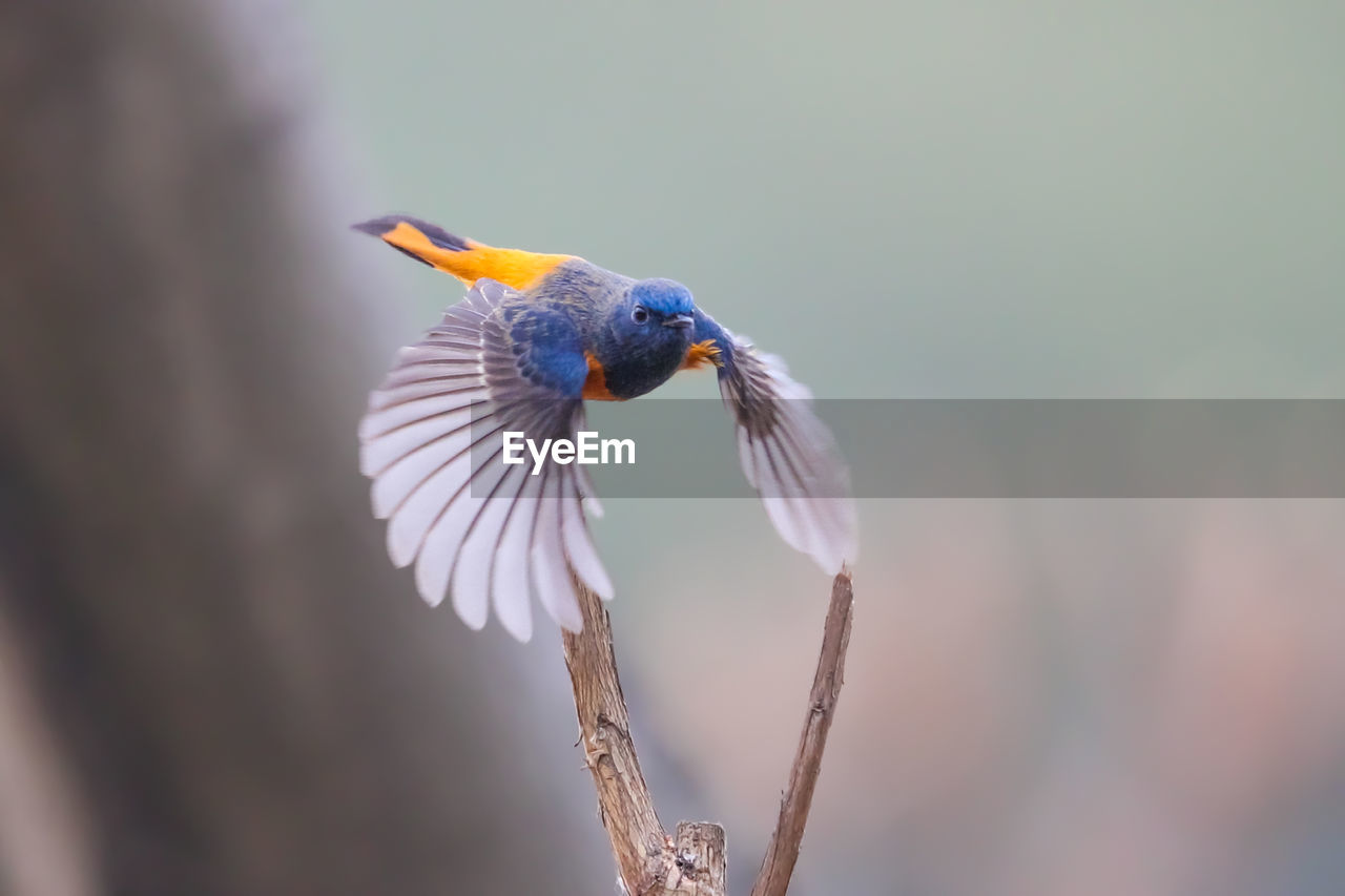 animal themes, animal, animal wildlife, bird, close-up, wildlife, one animal, macro photography, beak, nature, beauty in nature, flying, no people, animal body part, flower, focus on foreground, blue, spread wings, wing, outdoors, branch, plant, yellow, day