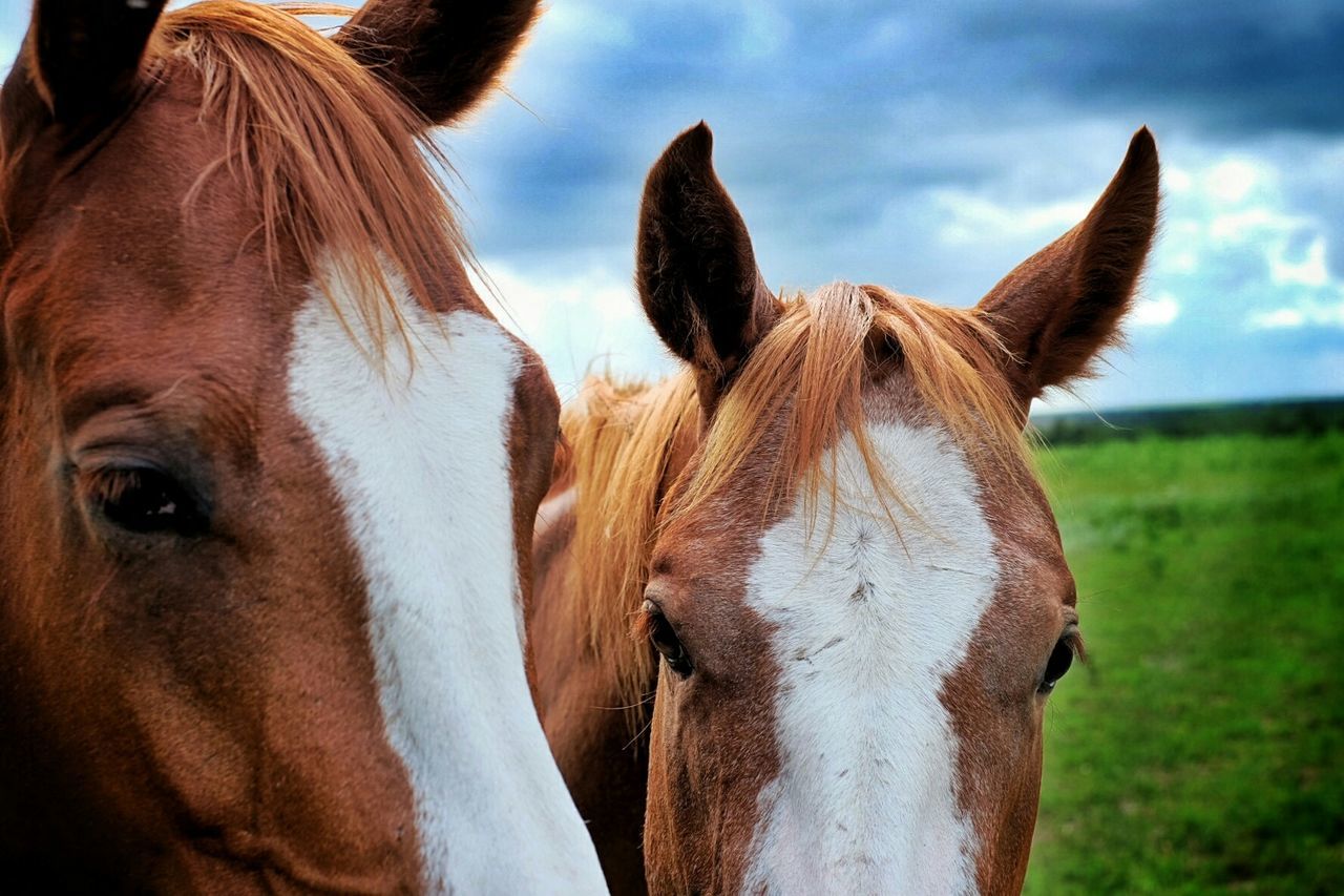 Close-up of brown horses against cloudy sky