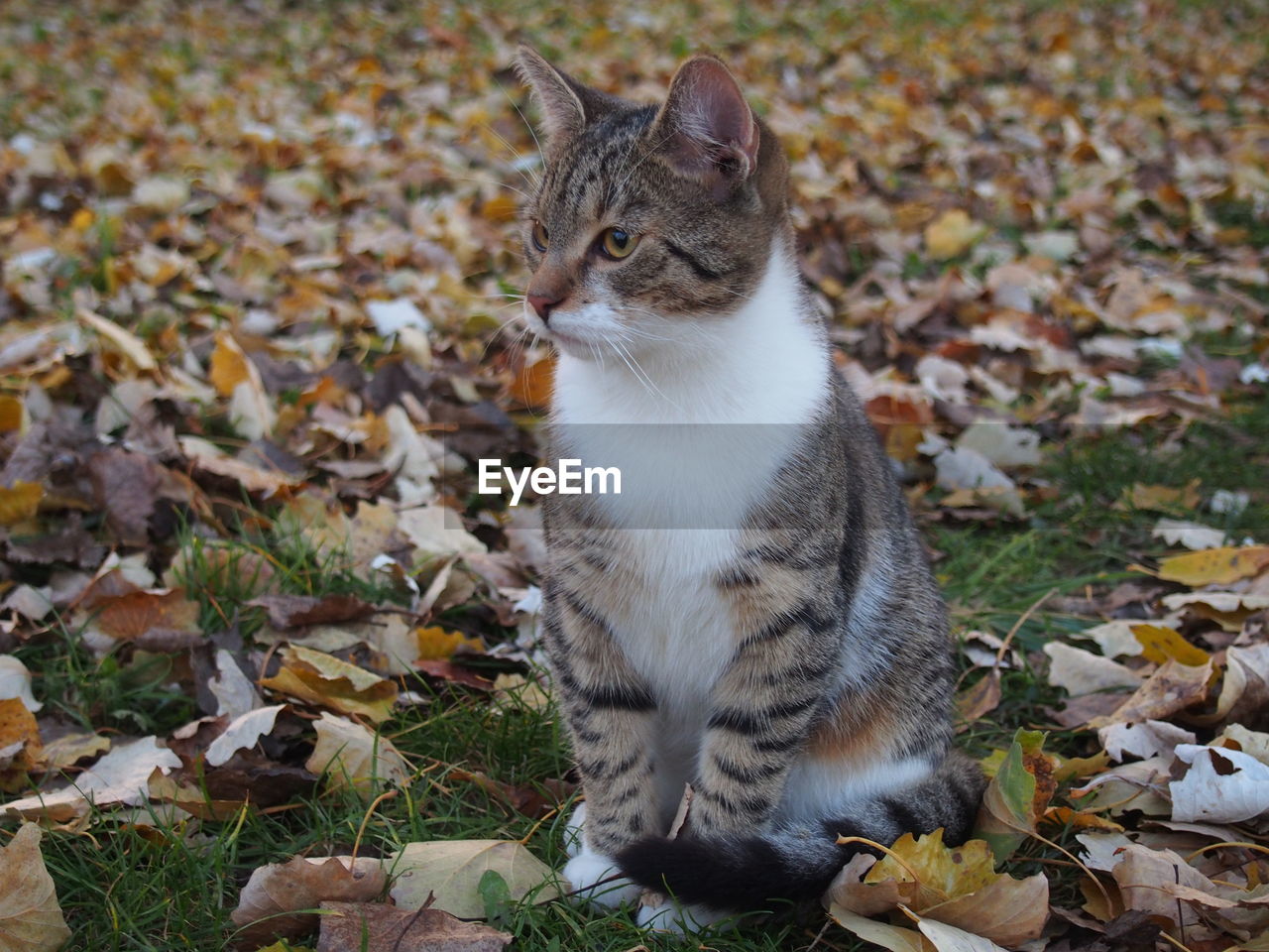 Close-up of cat sitting on autumn leaves
