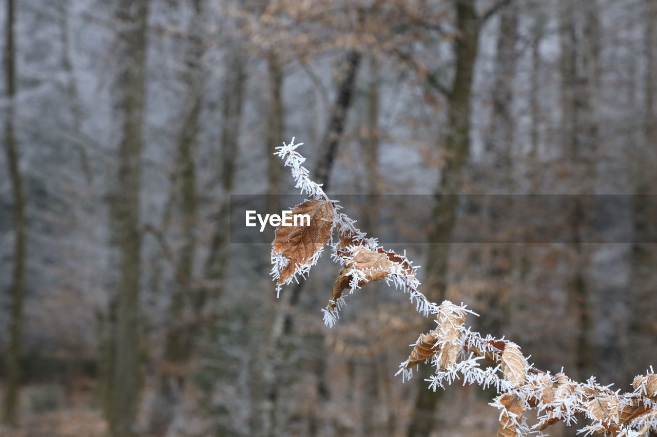 Close-up of frozen plant during winter