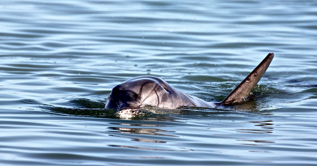 Close-up of dolphin swimming in sea