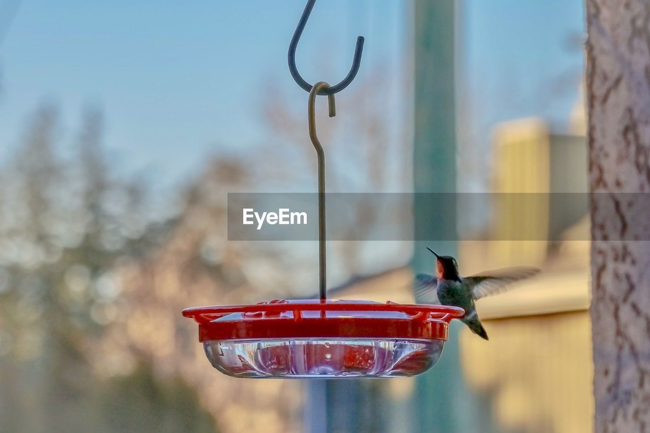 bird, animal, animal themes, bird feeder, animal wildlife, wildlife, focus on foreground, nature, no people, one animal, red, flying, day, lighting, outdoors, hanging, hummingbird, branch, blue
