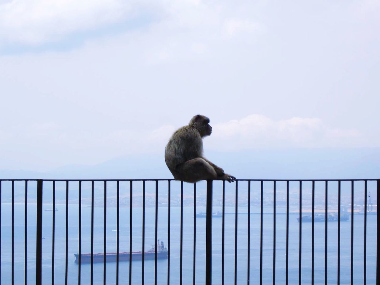 Monkey sitting on railing by sea against cloudy sky