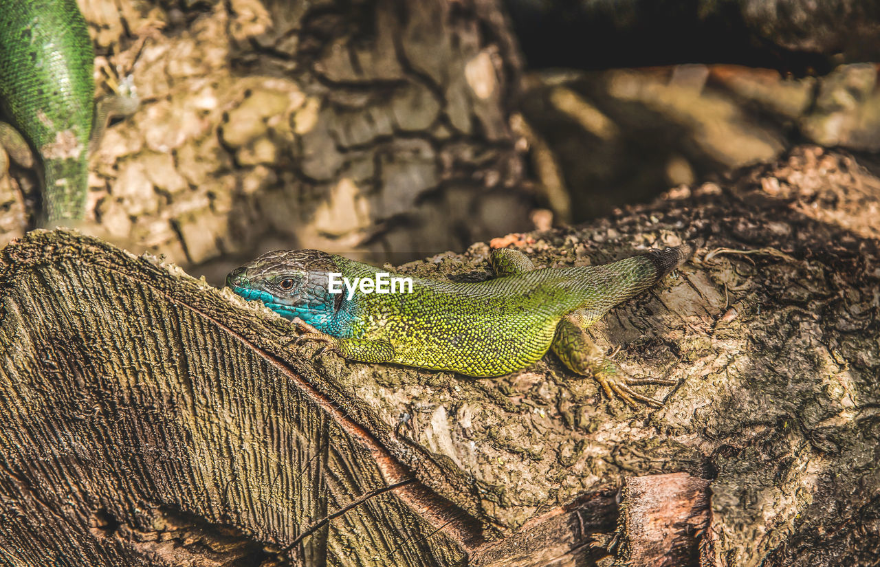 Close-up of lizard on log