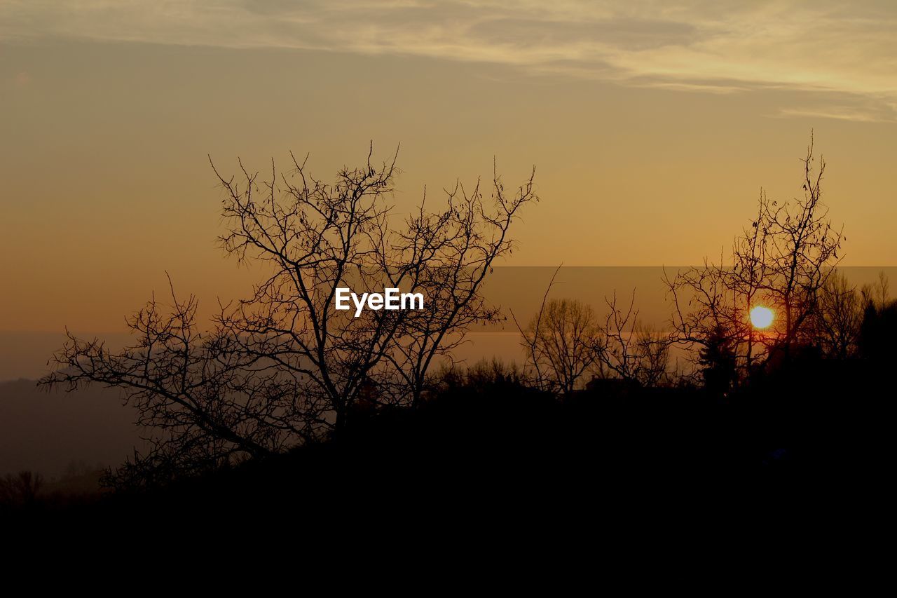 SILHOUETTE OF TREES AT SUNSET