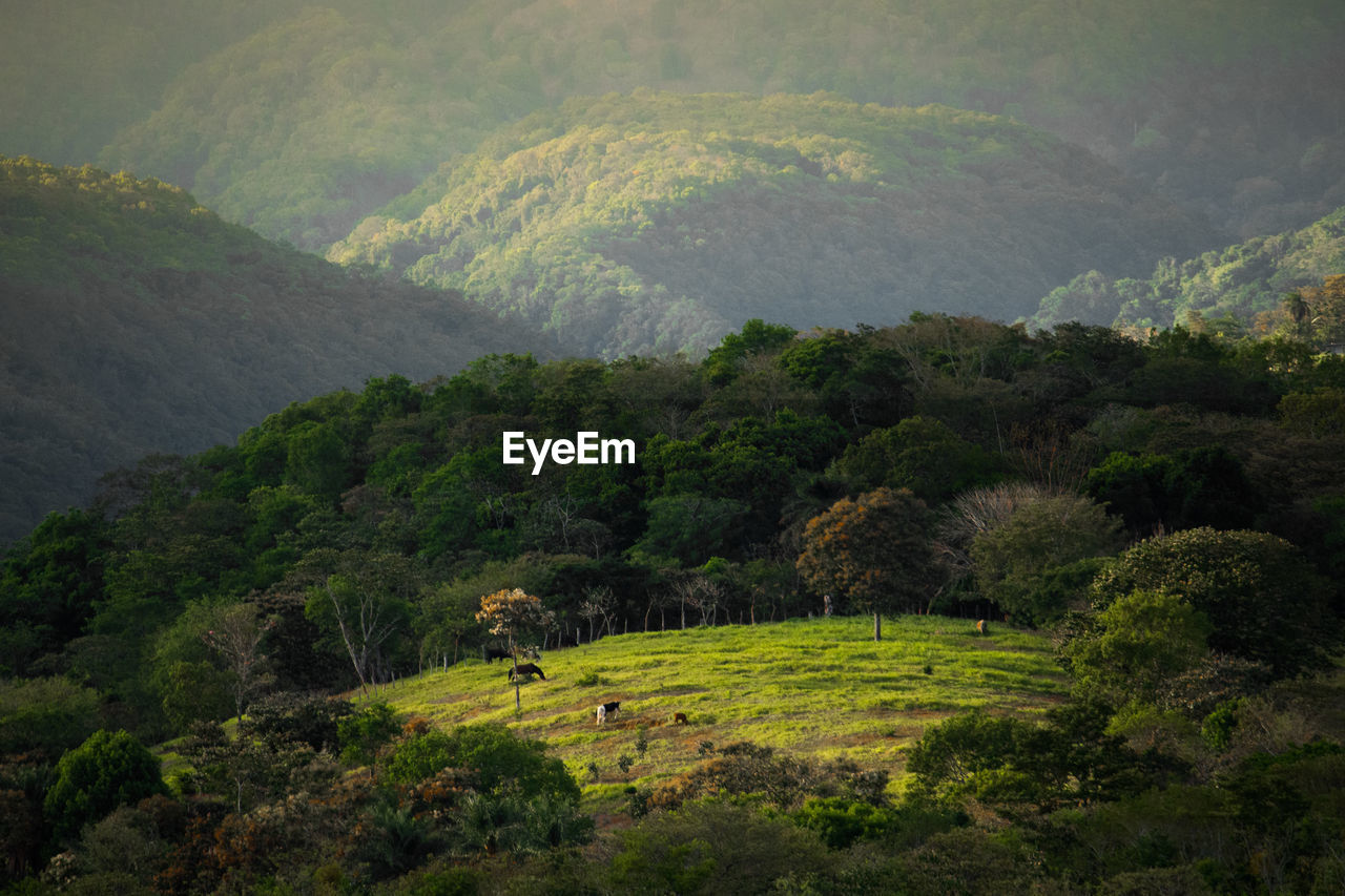 Scenic view of tree mountains