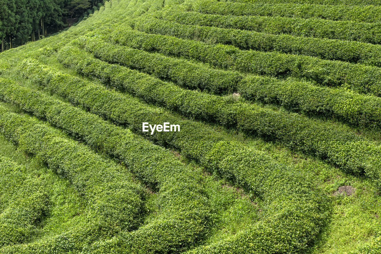 Green tea growing on field