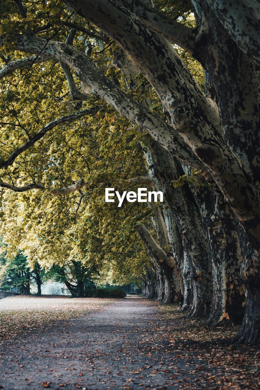 Road amidst trees in forest