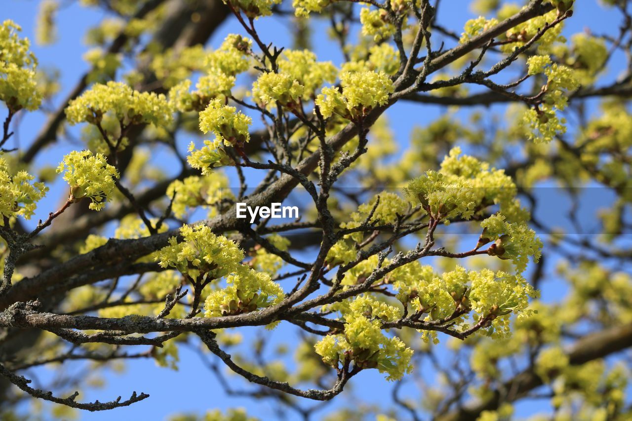 Low angle view of flowering plant