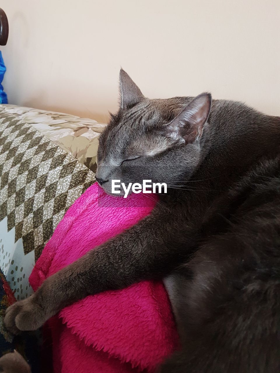 CLOSE-UP OF CAT SLEEPING ON CARPET AT HOME