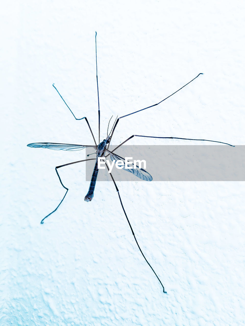 Close-up of a mosquito on wall