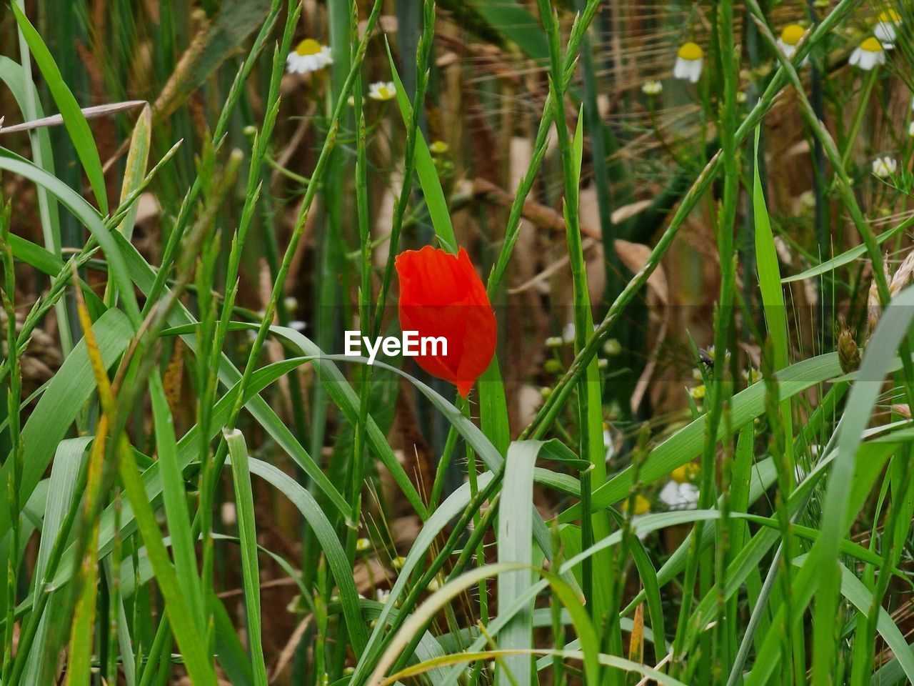 plant, grass, flower, green, growth, nature, beauty in nature, red, leaf, no people, day, flowering plant, plant part, meadow, freshness, wildflower, field, land, fragility, outdoors, close-up, high angle view, lawn, water, tranquility, plant stem