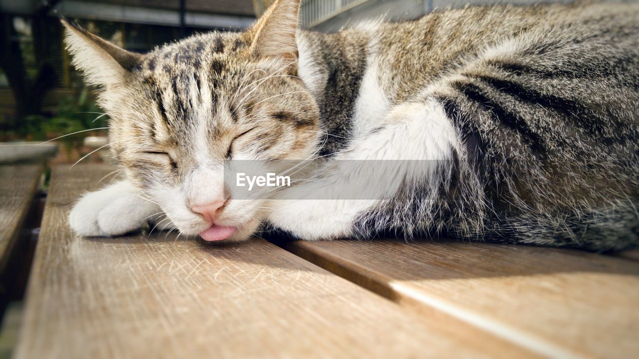 CLOSE-UP OF CAT SLEEPING ON CARPET