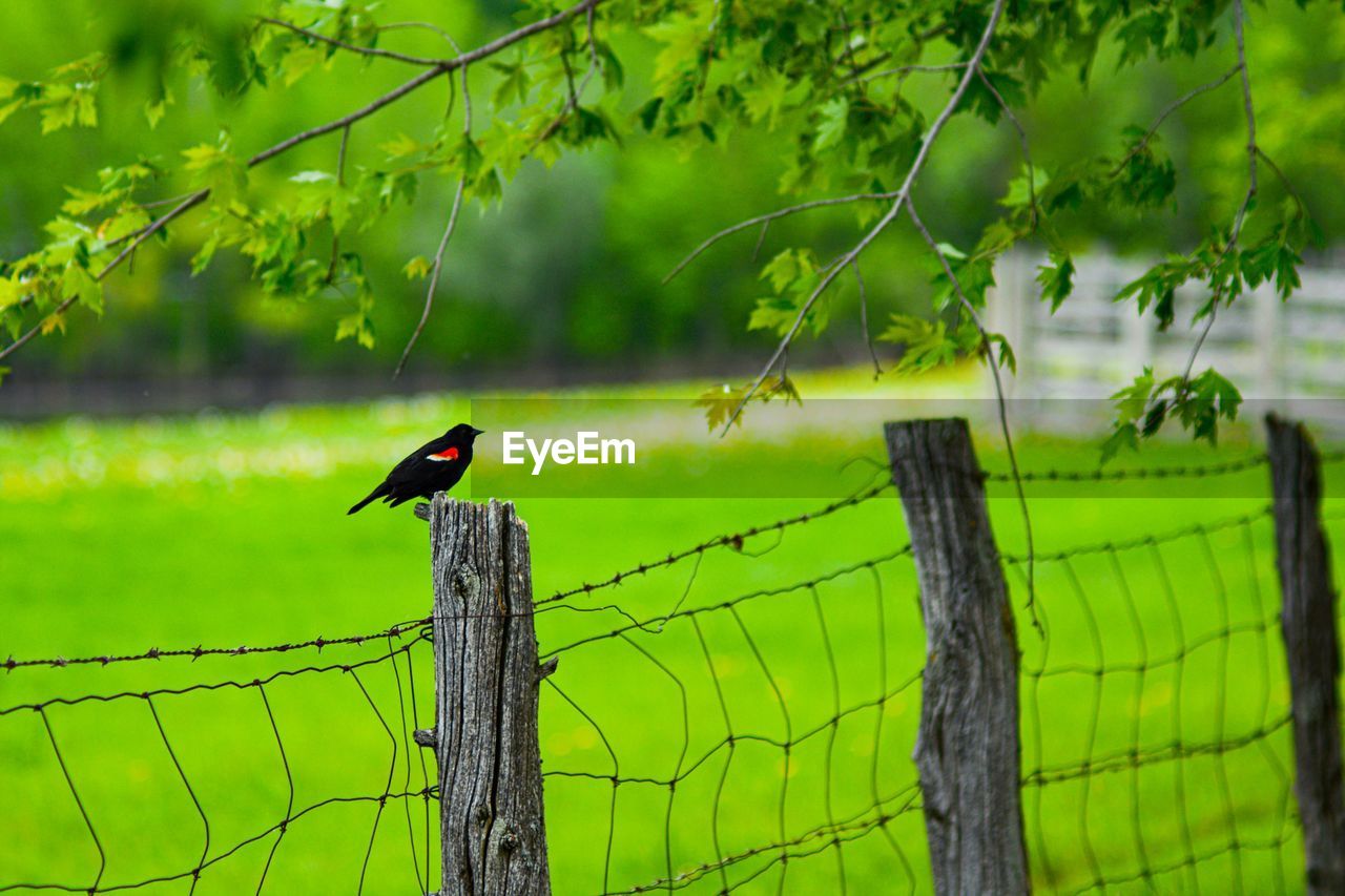 Bird perching on wooden post