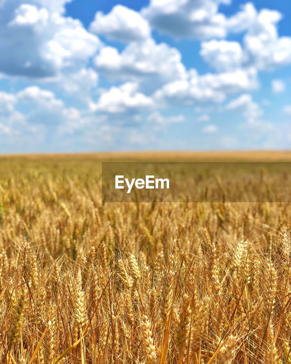 Scenic view of wheat field against sky