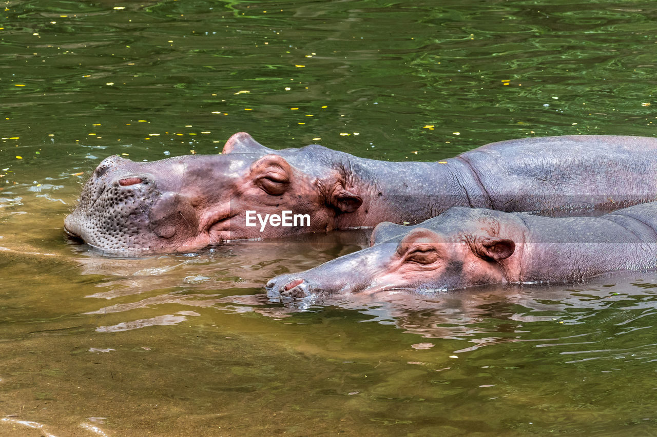Two hippopotamus  swimming in lake at zoo